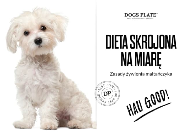 Czy maltańczyk może jeść kurczaka? Uważaj na alergie i zdrowie psa Czy maltańczyk może jeść kurczaka? Uważaj na alergie i zdrowie psa